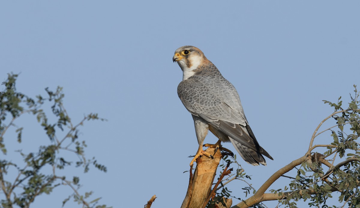 sokol stěhovavý (ssp. babylonicus) - ML621470574