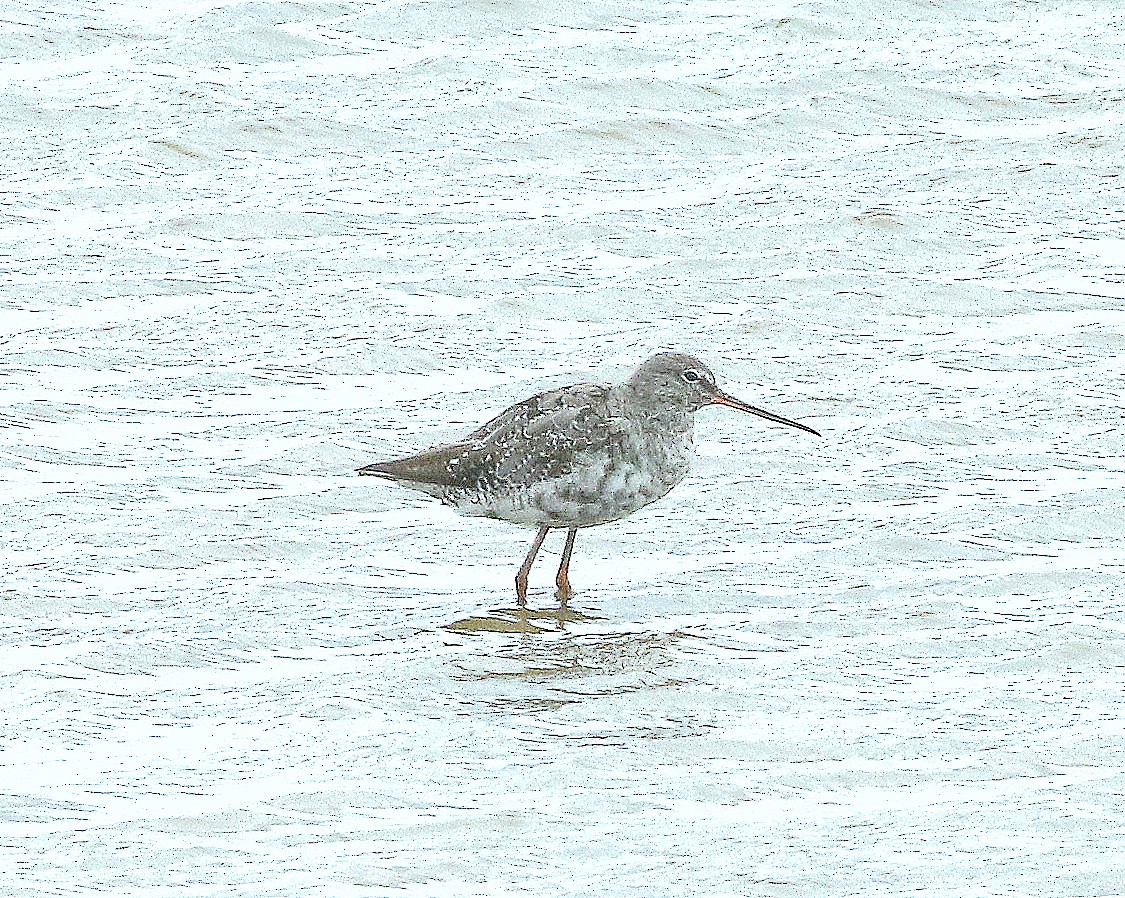 Spotted Redshank - ML621470581