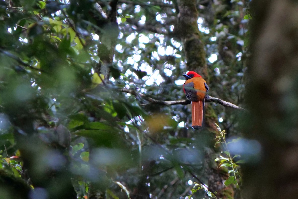 Trogon de Whitehead - ML621470586