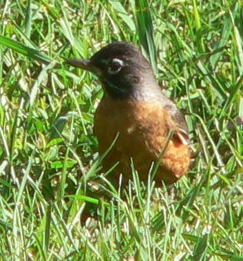 Zozo papargorria - ML62147061