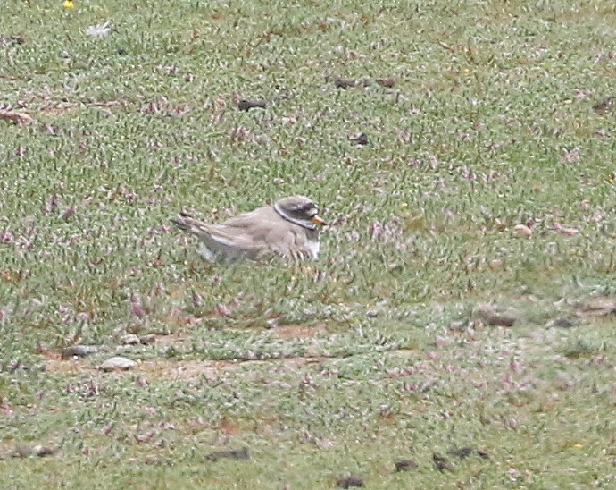 Common Ringed Plover - ML621470627