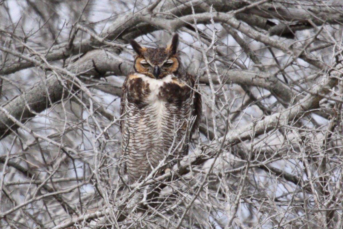 Great Horned Owl - ML621470647