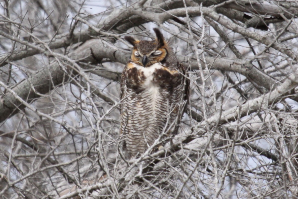 Great Horned Owl - ML621470648
