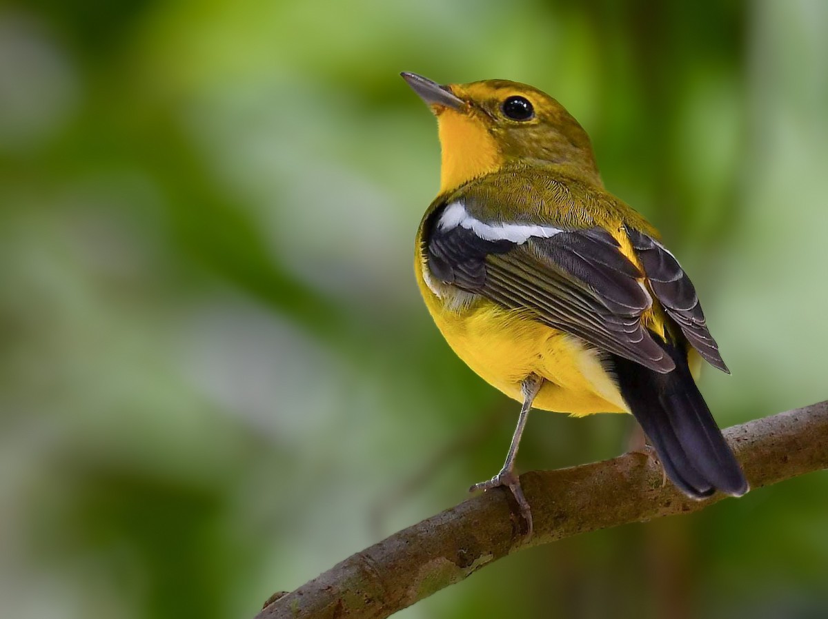 Green-backed Flycatcher - ML621470709