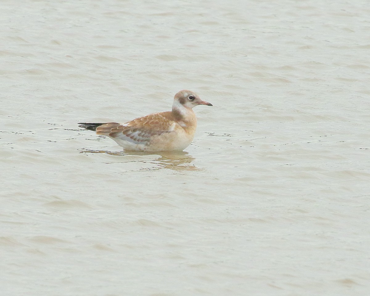 Black-headed Gull - ML621470716