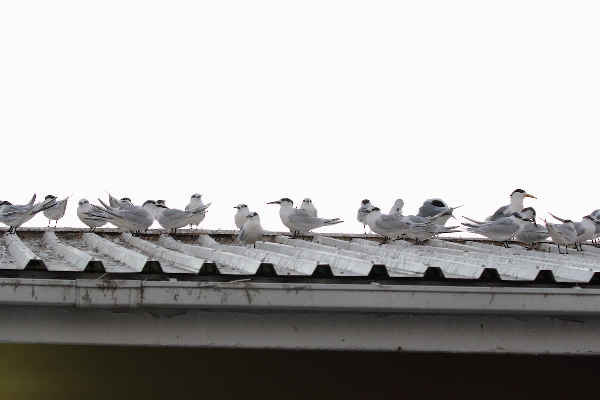 Sandwich Tern - ML621470809