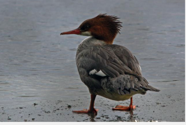 Common Merganser - ML621470841