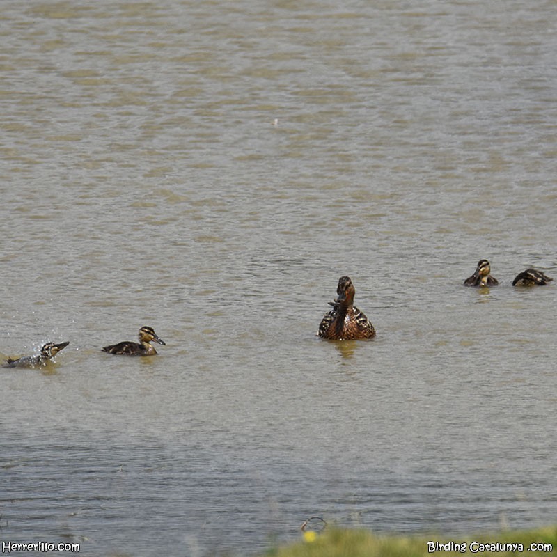 Зэрлэг нугас - ML621470886