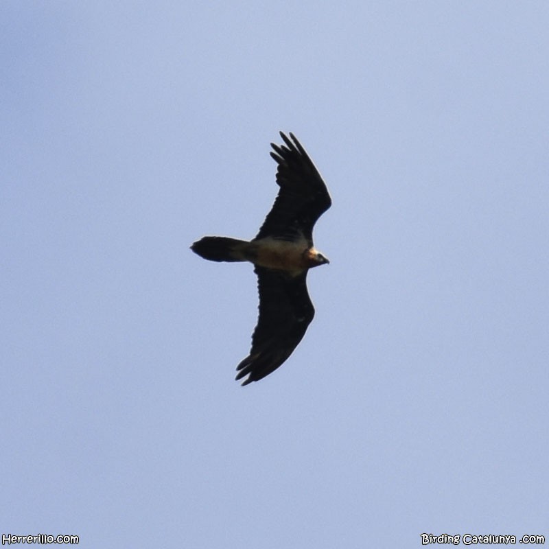 Ооч ёл - ML621470888