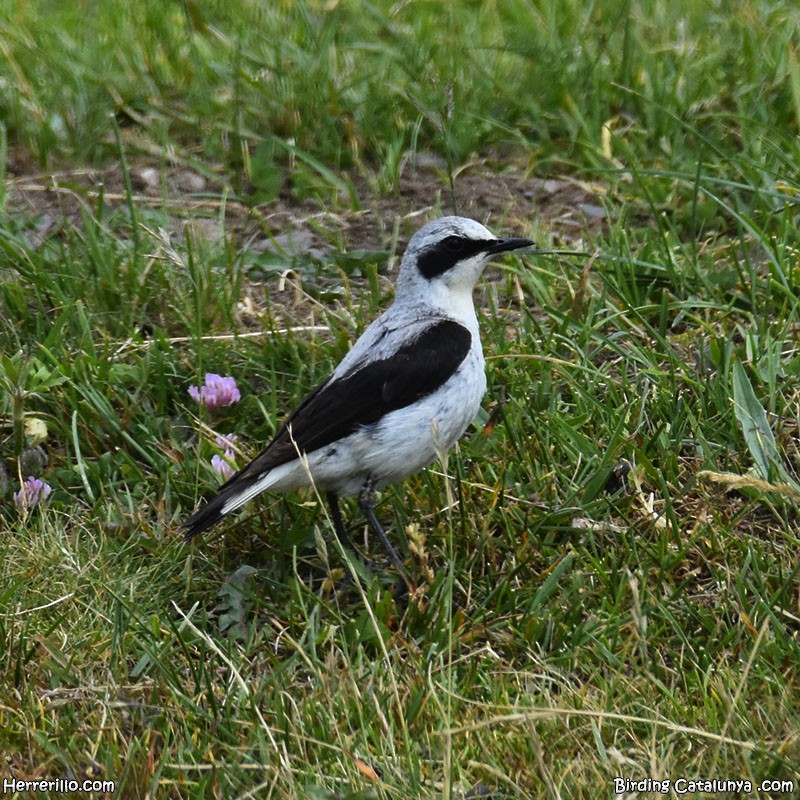 Адууч чогчиго - ML621470890