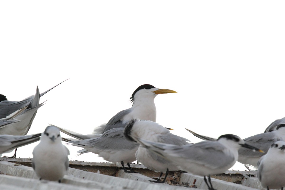 Great Crested Tern - ML621471080