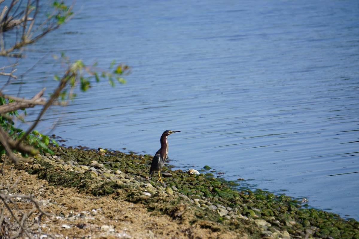 Green Heron - ML621471101