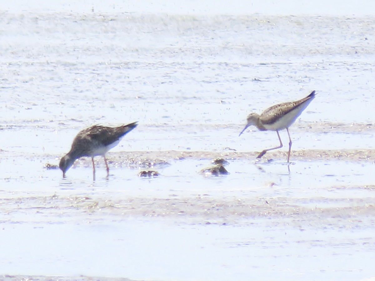 Lesser Yellowlegs - Tim Carney