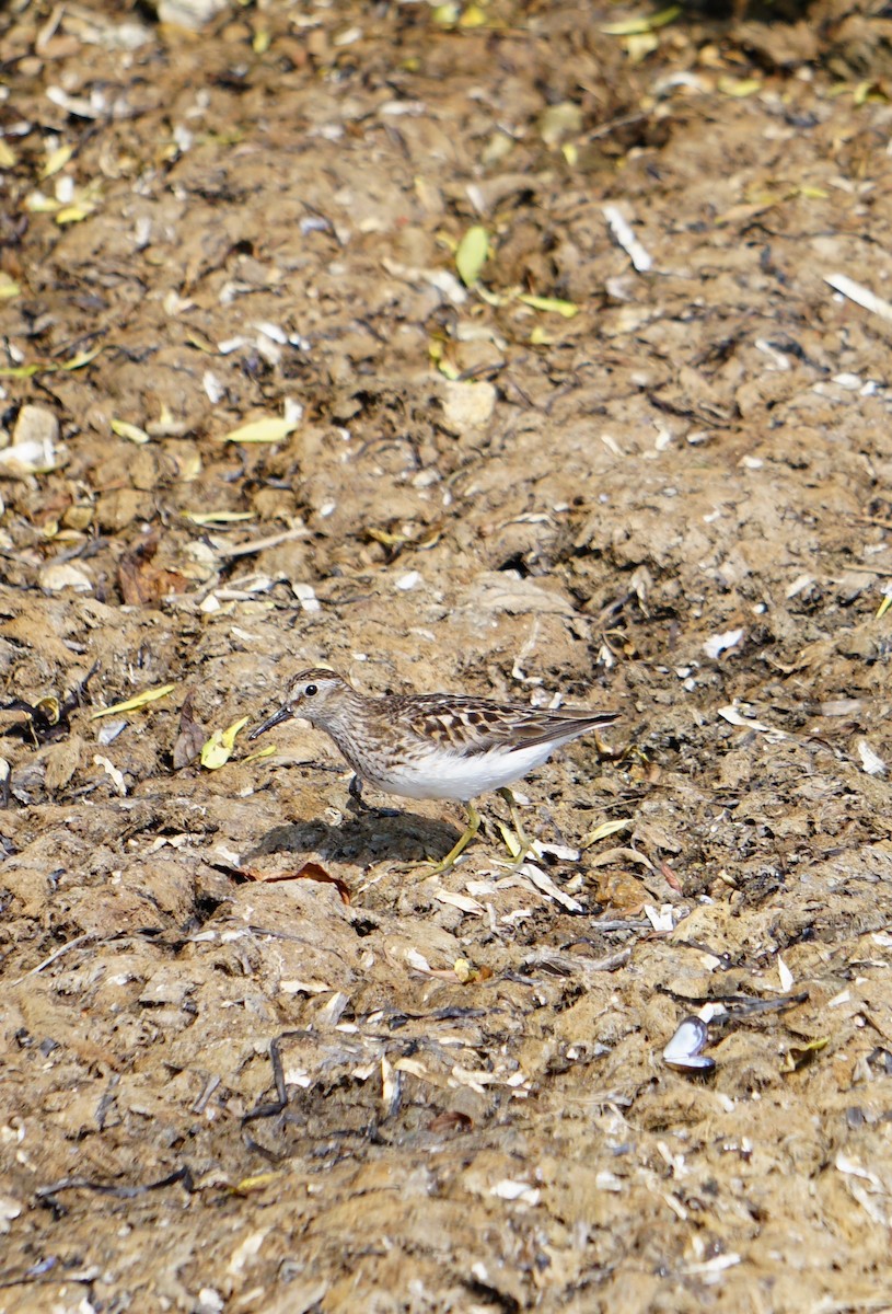 Least Sandpiper - ML621471255