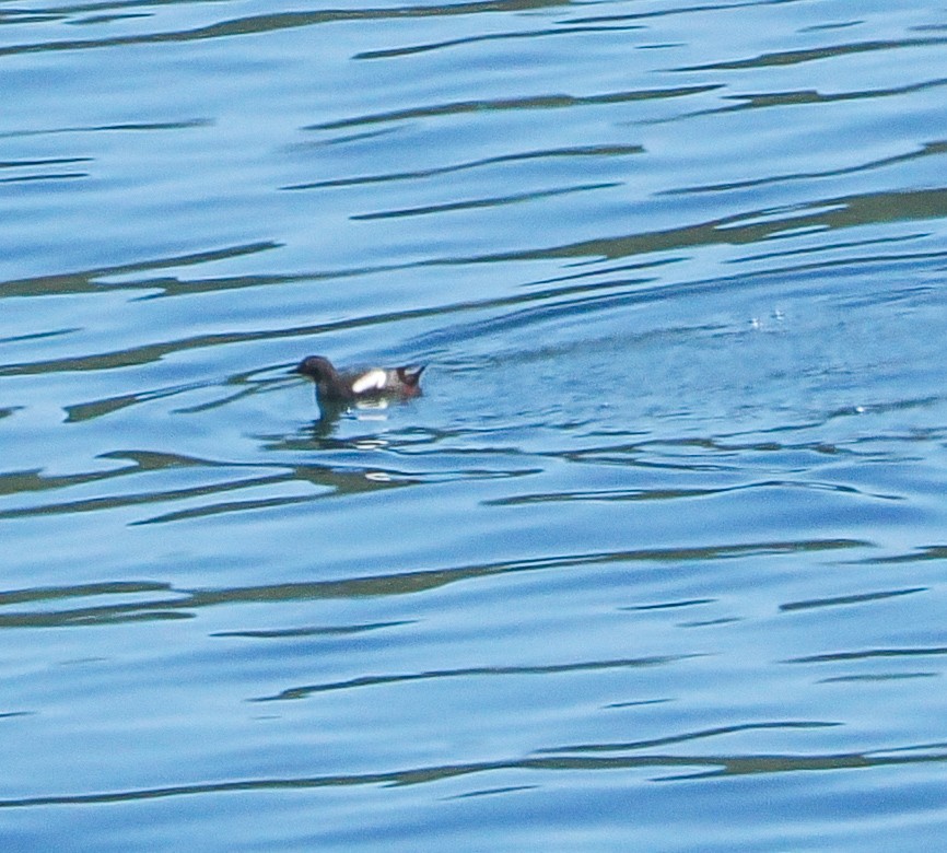 Pigeon Guillemot - ML621471335