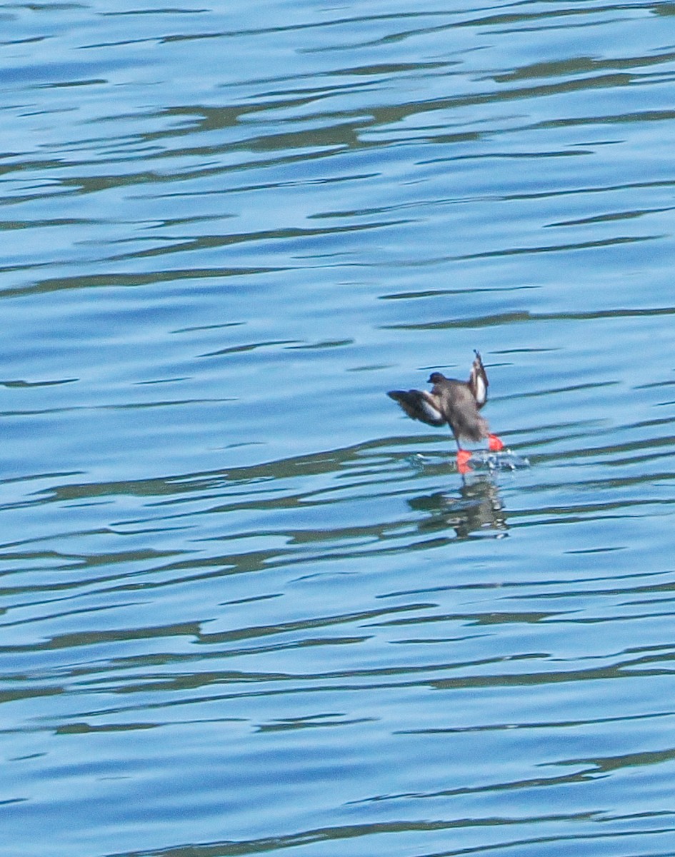 Pigeon Guillemot - ML621471336