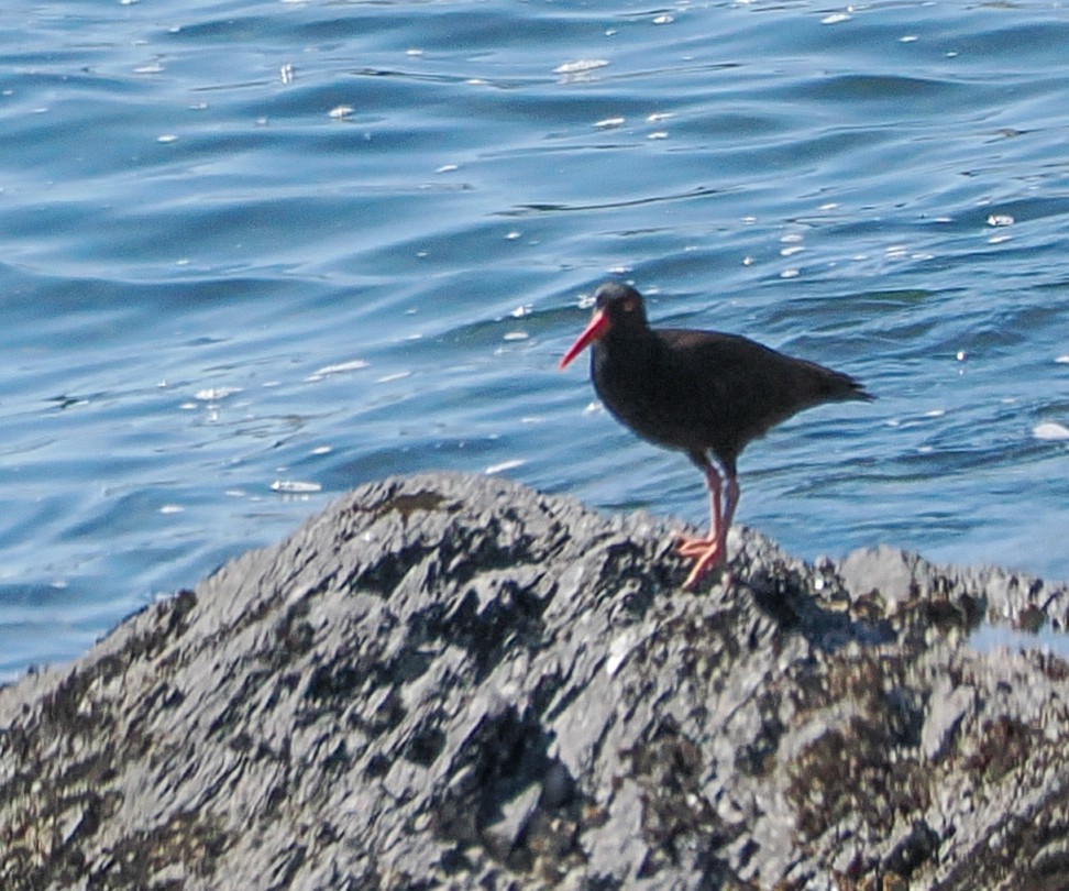 Black Oystercatcher - ML621471347