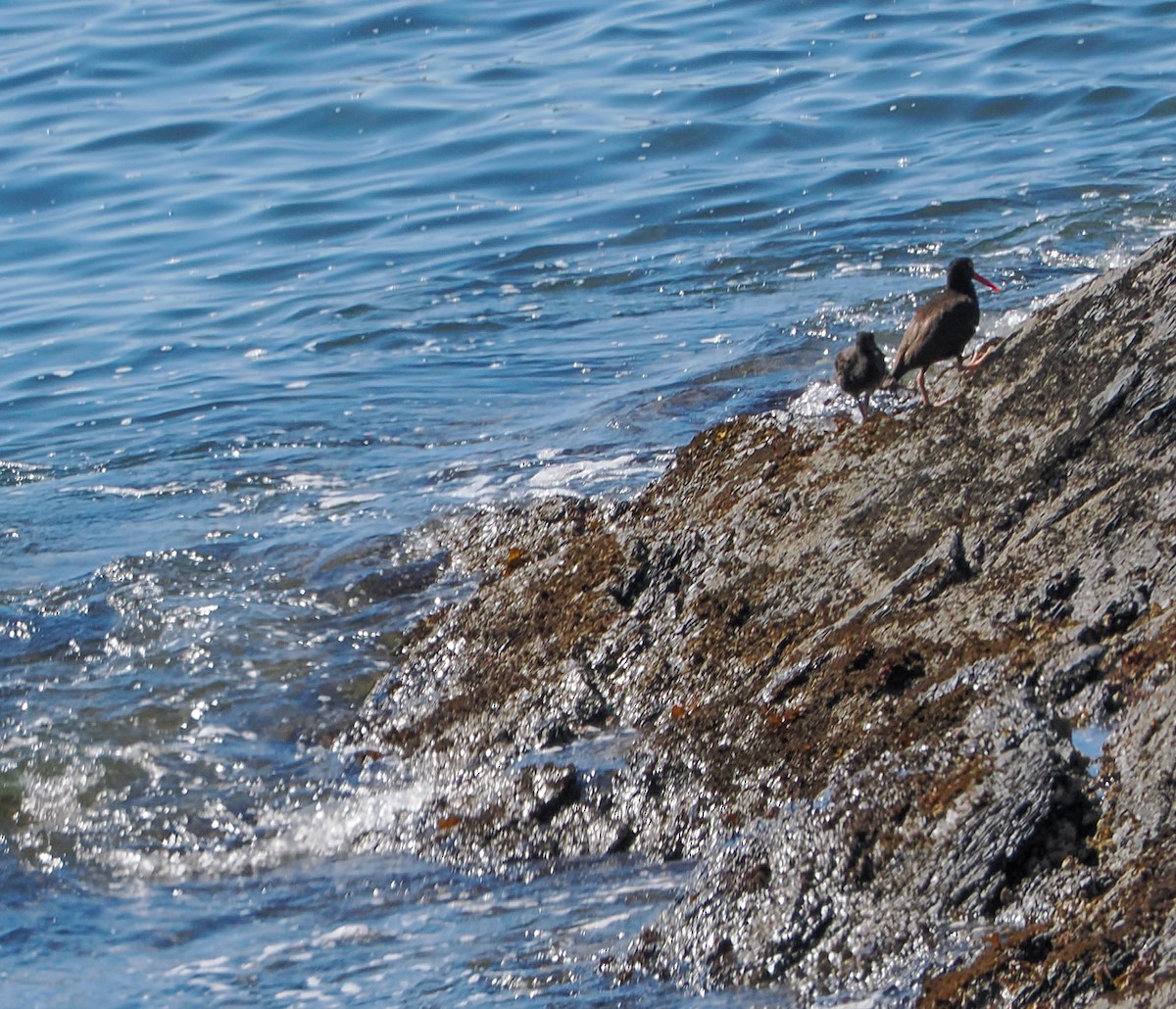 Black Oystercatcher - ML621471348