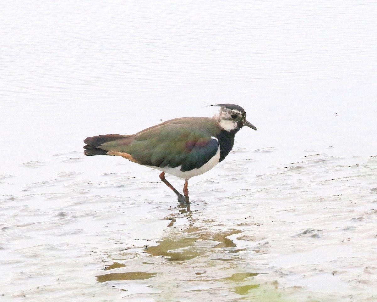 Northern Lapwing - ML621471359