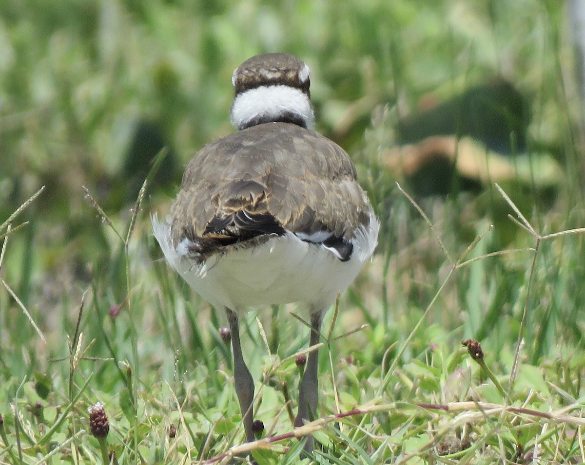 Killdeer - ML621471372