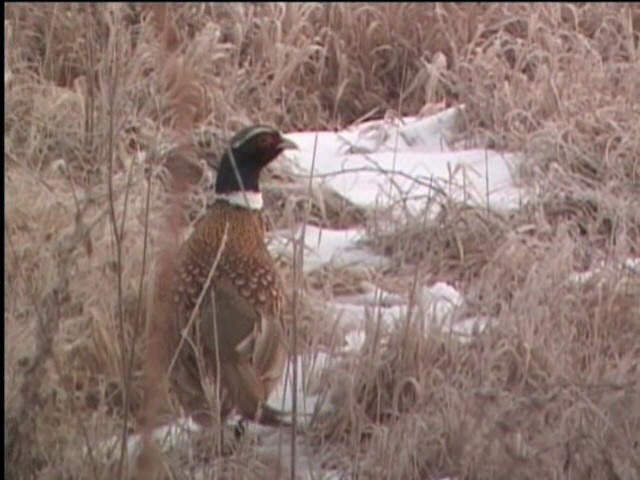 Ring-necked Pheasant - ML621471410