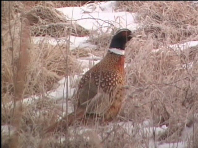 Ring-necked Pheasant - ML621471411