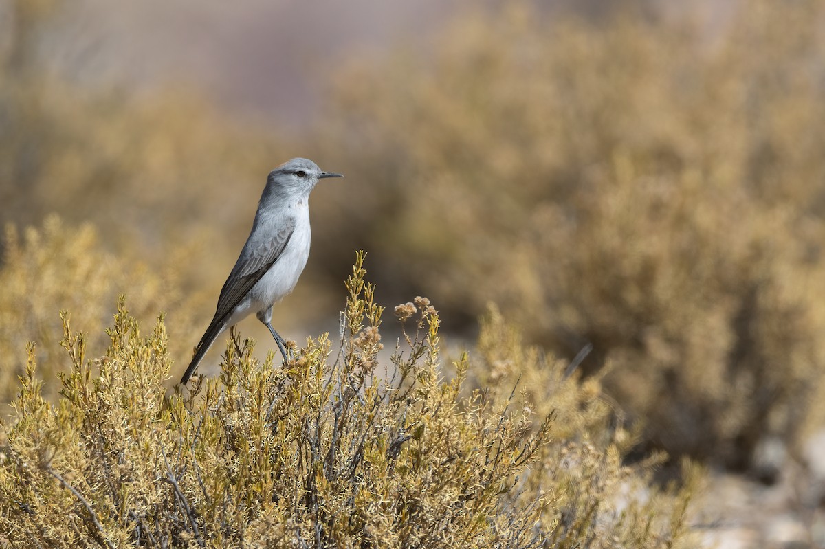 Rufous-naped Ground-Tyrant - ML621471469