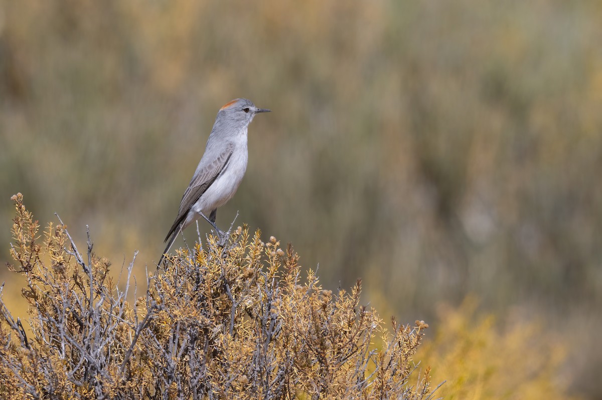 Rufous-naped Ground-Tyrant - ML621471472