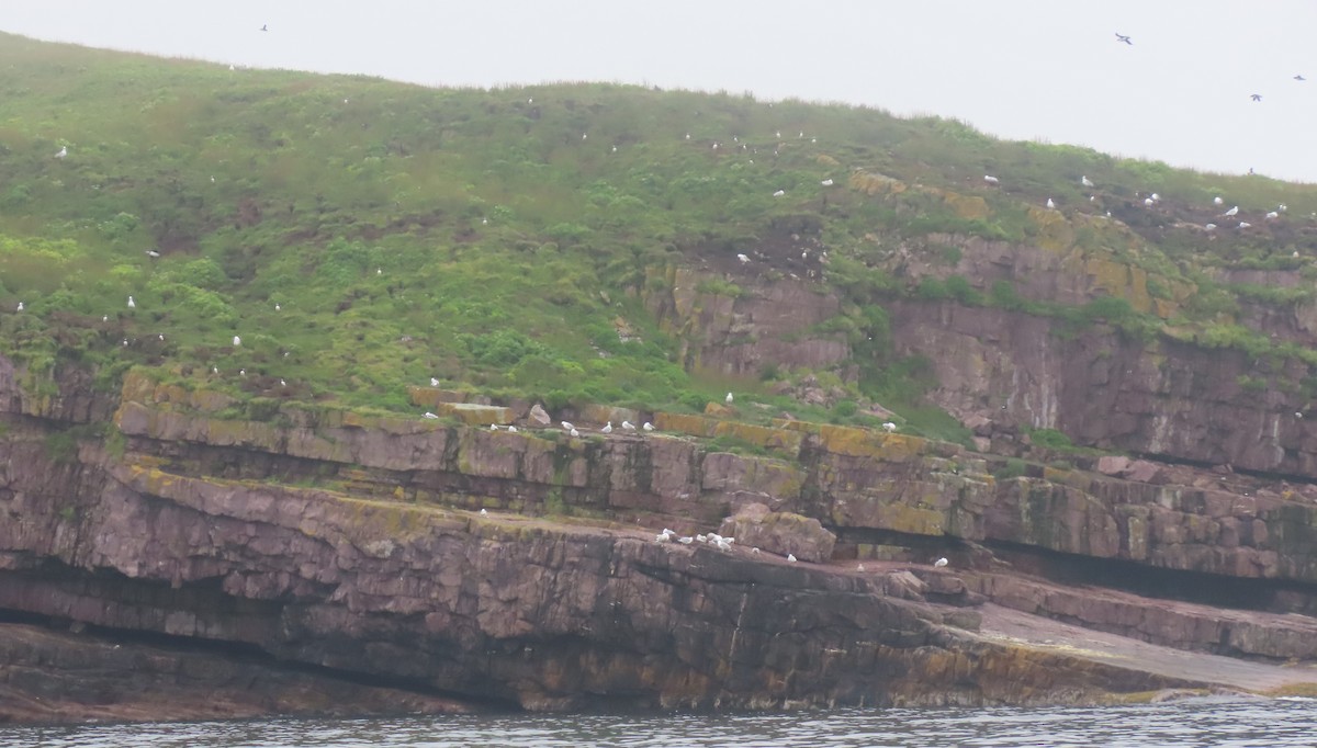 American Herring Gull - ML621471549