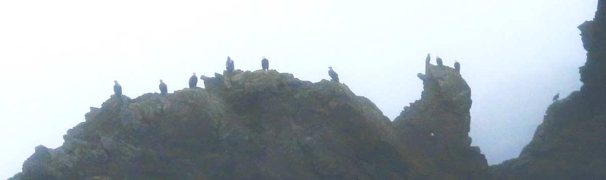 Bald Eagle - ML621471679