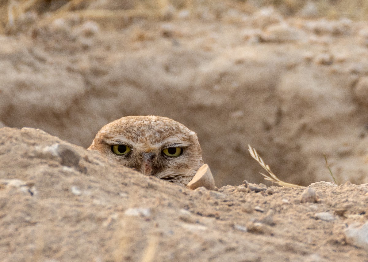 Burrowing Owl - Steve Sherman