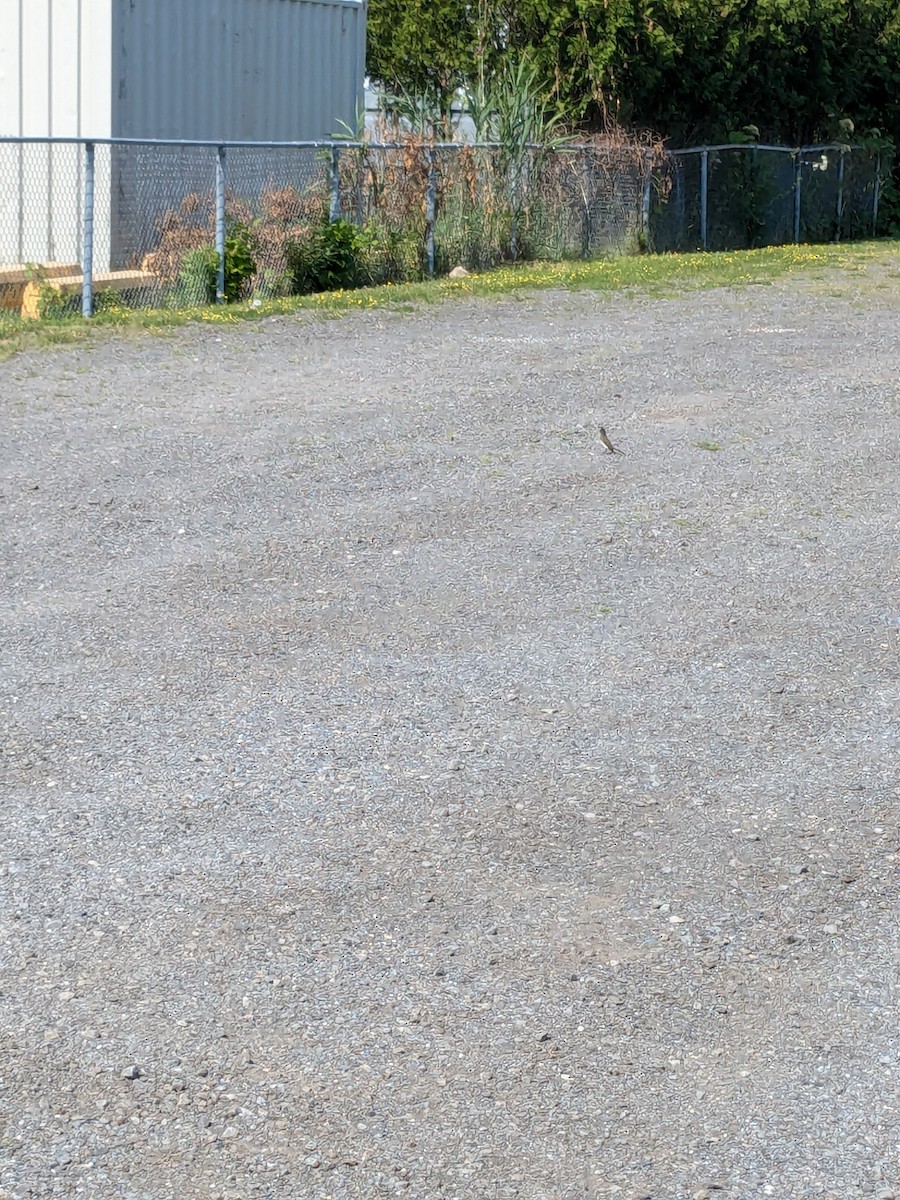 Eastern Phoebe - ML621471736