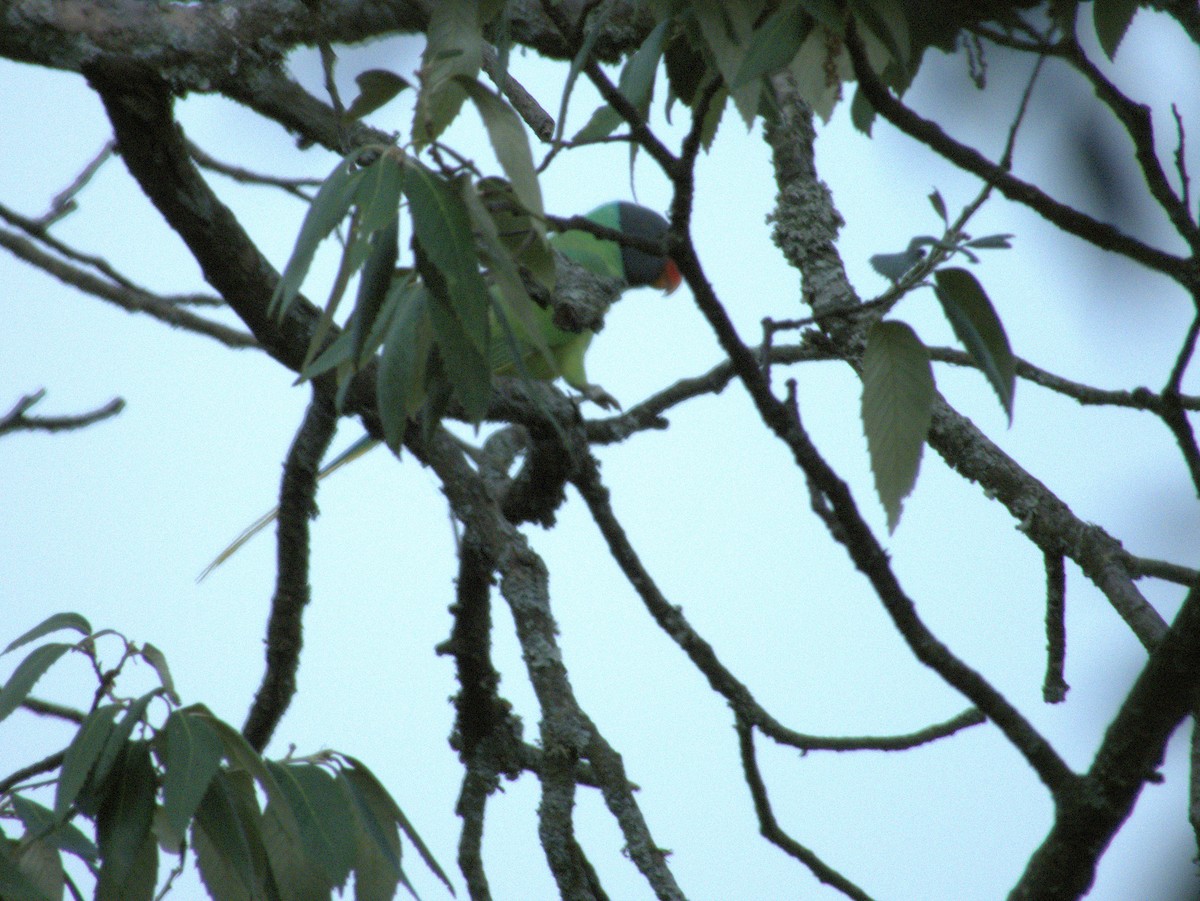 Slaty-headed Parakeet - ML621471750