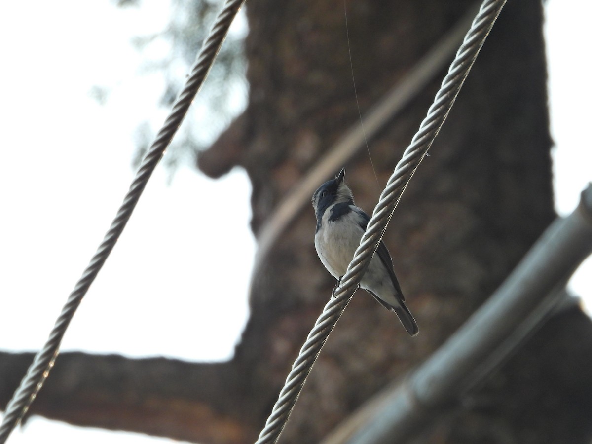 Ultramarine Flycatcher - ML621471771