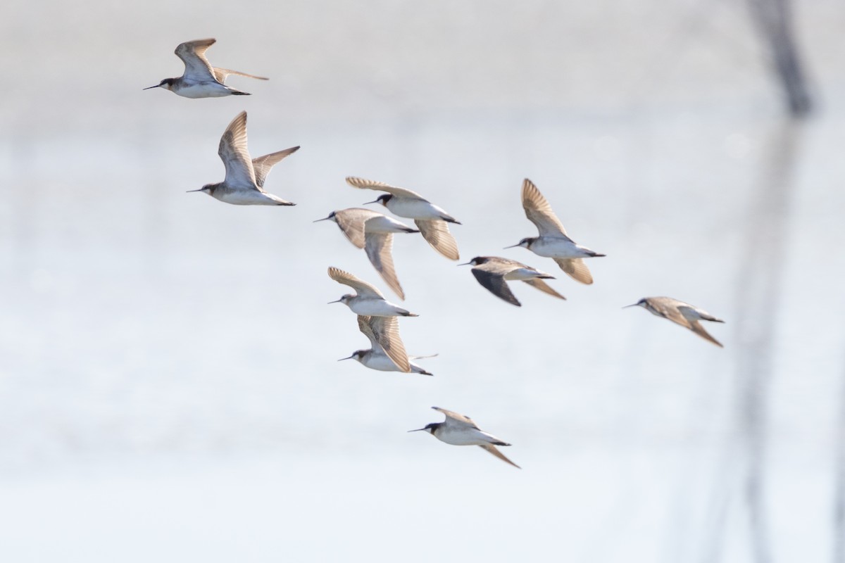 Wilson's Phalarope - Kalpesh Krishna