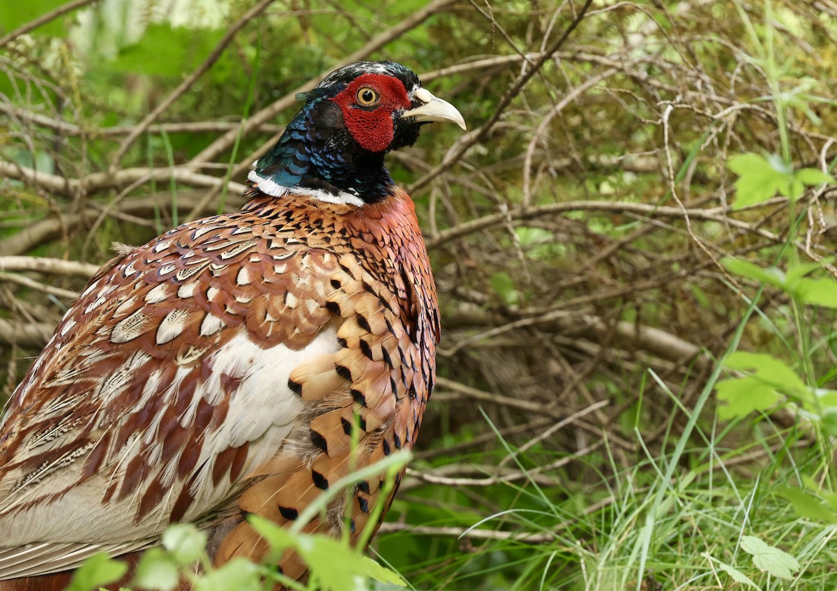 Ring-necked Pheasant - Grace Simms  🐦‍⬛