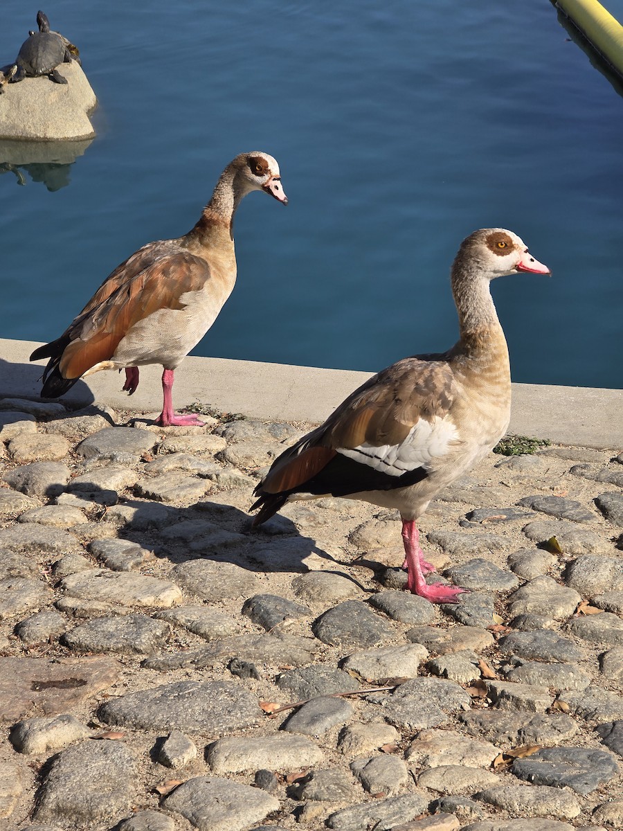 Egyptian Goose - ML621471888