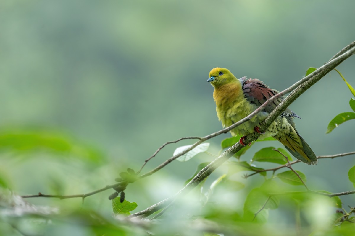 Wedge-tailed Green-Pigeon - ML621471892