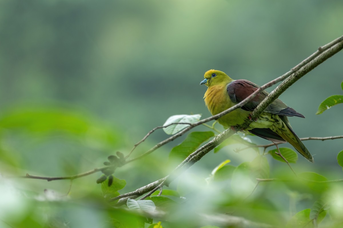 Wedge-tailed Green-Pigeon - ML621471894