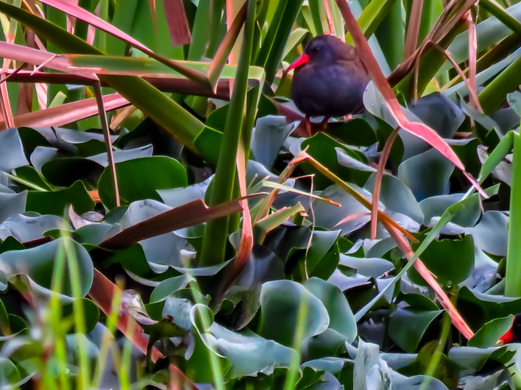 Bogota Rail - Angi Almanza espitia