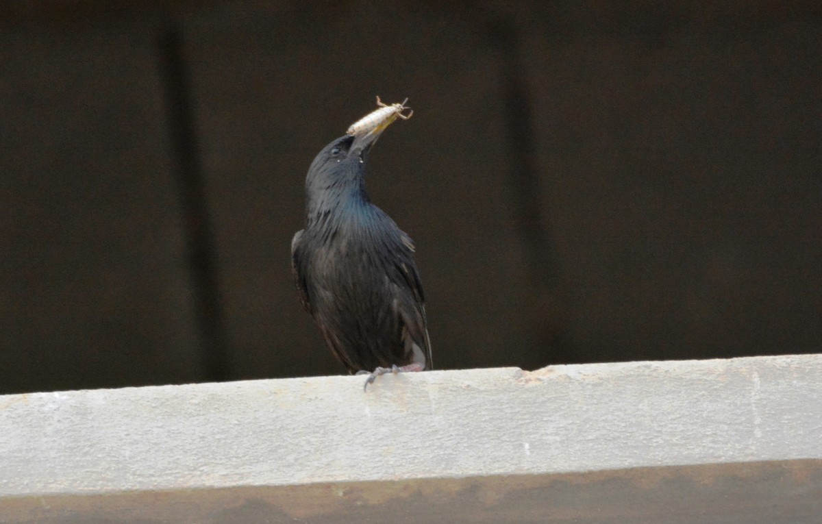 Spotless Starling - ML621471983