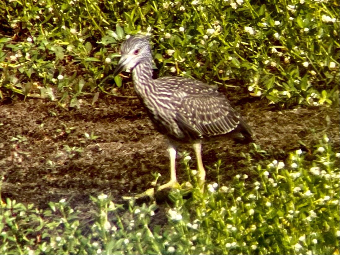 Yellow-crowned Night Heron - ML621471999