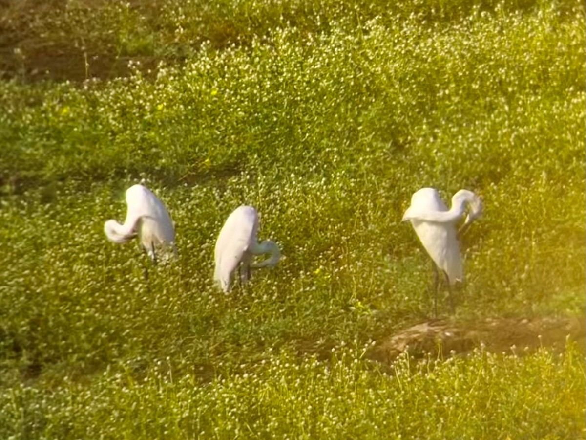 Great Egret - ML621472005