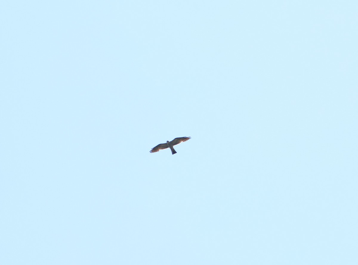 Mississippi Kite - ML621472047
