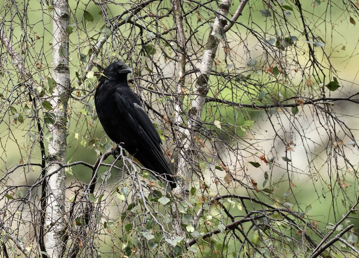 Corneja Negra - ML621472054