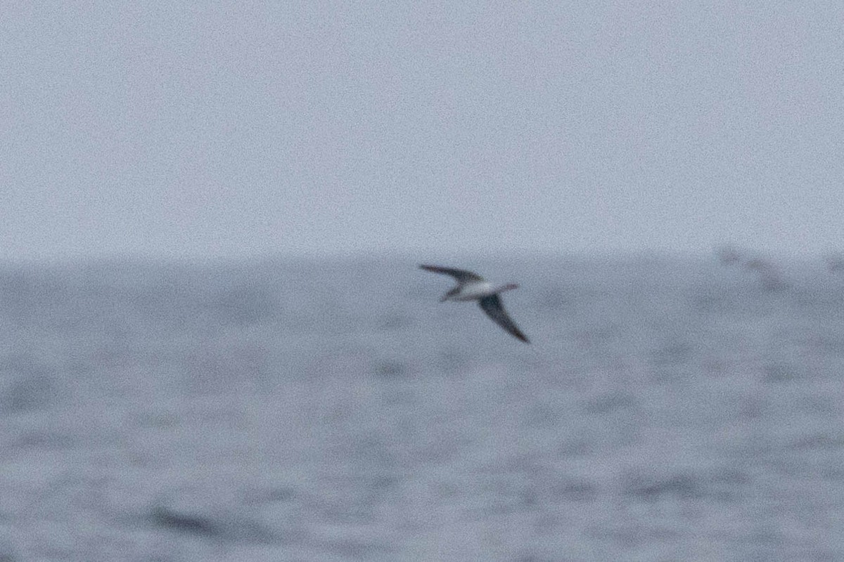 Cook's Petrel - ML621472165