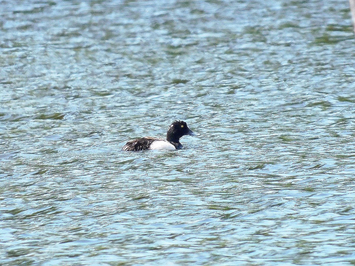 Greater Scaup - ML621472187