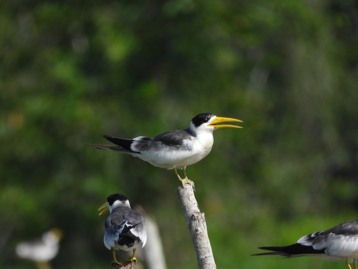 Large-billed Tern - ML621472335