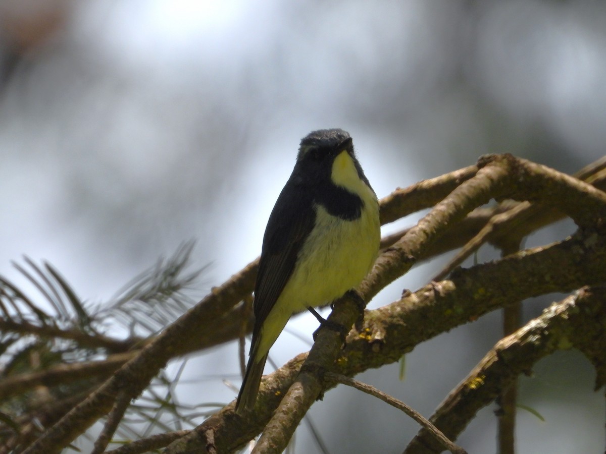 Ultramarine Flycatcher - ML621472339