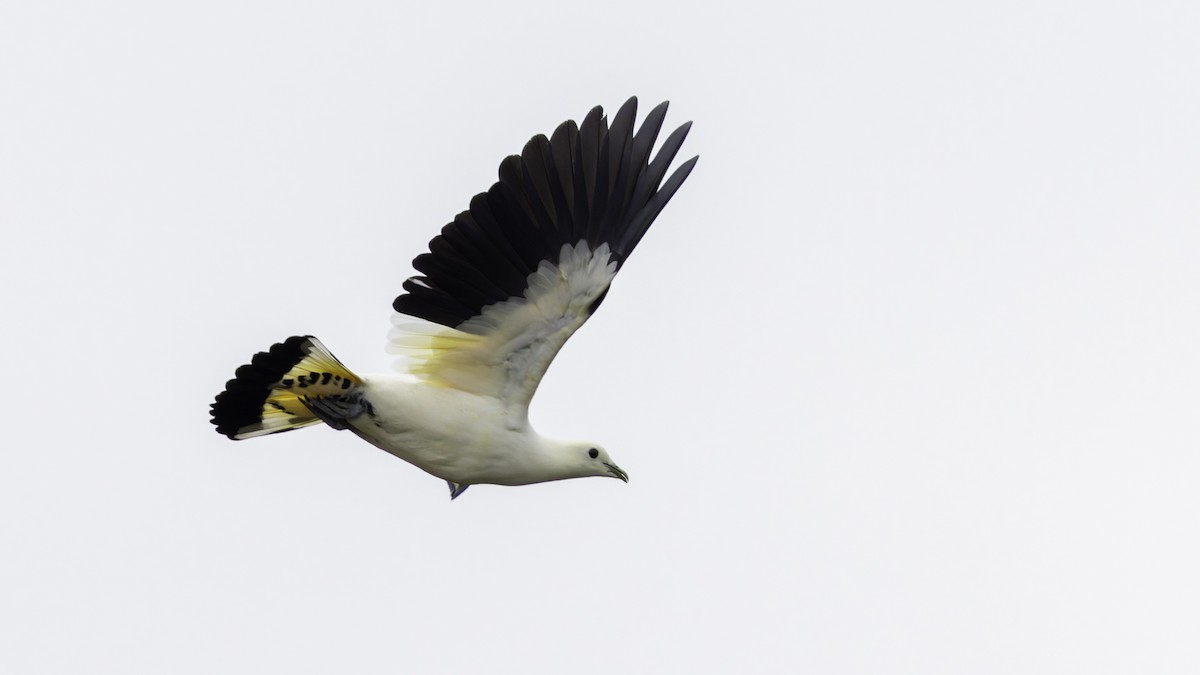 Torresian Imperial-Pigeon - ML621472388